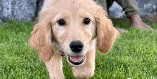 The Mini Golden Retriever: Small Dog, Big Heart
