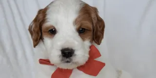 Building Your Dream Team for Your Mini Golden Retriever