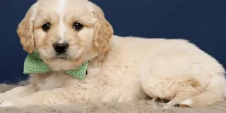 How You Can Be the Best Fur Parent