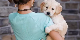 Mini Golden Retrievers: Your Companion for Emotional Support