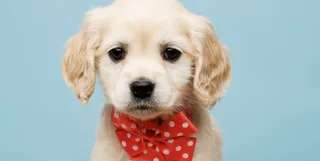 5 Reasons Mini Golden Retrievers Are The Perfect Pet