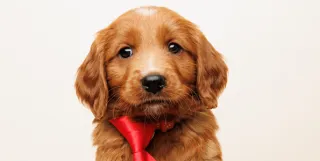 Welcoming a Mini Golden Retriever into Your Home