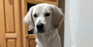 What Is a Golden Cocker Retriever/Mini Golden Retriever?