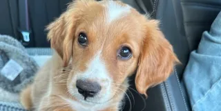 The Golden Potential: Why Training Your Puppy Matters