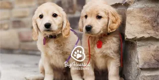 Ensuring Your Mini Golden's Well-being with Pet Insurance