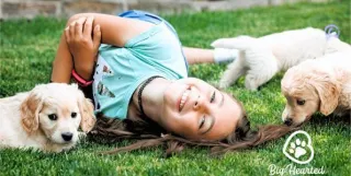 The Charismatic Personalities of Mini Golden Retrievers