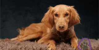 Health Testing: A Guide for Responsible Breeding of Mini Golden Retrievers