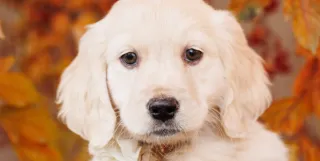 A Guide to Driving Home with Your Mini Golden Retriever