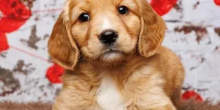 Puppy Schedules: A Blueprint for Big Hearts and Happy Homes