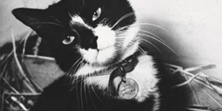 How Cats Became the Unsung Heroes of the Trenches