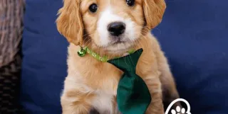 A Guide to Flying Home with Your Mini Golden Retriever