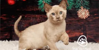 Holiday Safety for Your Pets