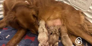 Calories for Nursing and Pregnant Dogs Part 2