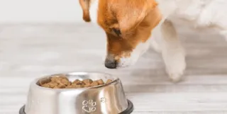 Budgeting for Breeders: How To Manage Your Money