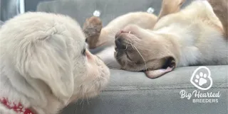Three Tips For First Time Cat or Dog Breeders