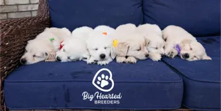 What is an English Cream Mini Golden Retriever?