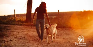 How to PROPERLY Train Your Dog For Good Behavior