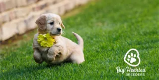 How to Train Your SIX Week Old Puppies