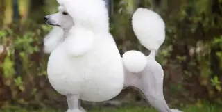 The Importance of Responsible Breeding