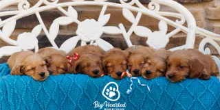Growing Your Dog Breeder Business