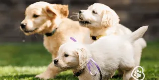 What are Golden Minis/ Mini Golden Retrievers?