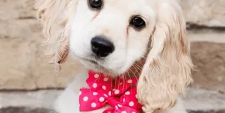 Golden Cocker Retriever- Golden Retriever Cocker Spaniel Mix