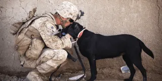 Video - Emotional Support Dog vs Service Dog?