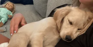 Why a Miniature Golden Retriever is the Right Dog for Your Family