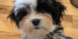 The Dangers of Corn in Pet Food