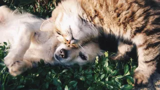 Essential Oils: A Holistic Approach to Pet Care