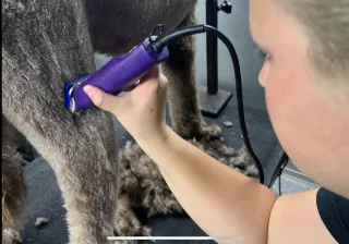 Why Bathing Your Dog Is Important