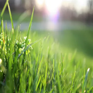 What Is The Average Cost of a Lawn Mow In Windsor, Ontario?