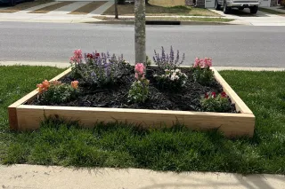 Maintenance of Tree Wells