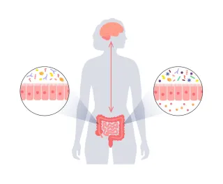 The Gut Brain Axis: Part 2