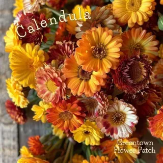 Tips to Start a Cut Flower Garden