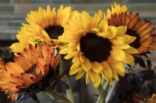 Tips to Growing Beautiful Sunflowers