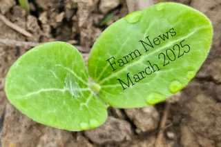 Spring at Greentown Farms: Big Plans and Blooming Dreams