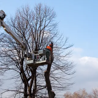 Paysagiste à Nice : comment choisir le bon prestataire pour l’entretien de votre jardin ?