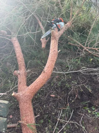 Comment PACA Débroussaillage 06 garantit un entretien de jardin efficace à Nice et dans les Alpes-Maritimes