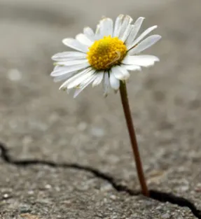 Resiliency