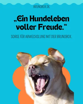 Gesunde Gewohnheiten für Hunde