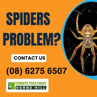 Common House Spiders In Herne Hill