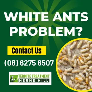 How To Get Rid Of White Ant Termites In Your Home