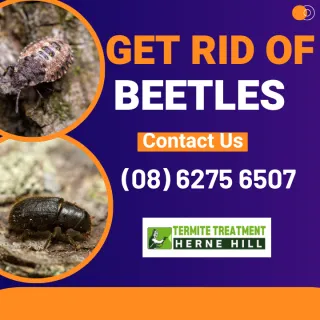 Carpet Beetles: The Silent Invaders