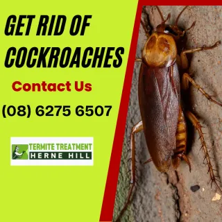 Herne Hill’s Cockroaches Reveal They’re Not Scared of Floodwaters, Don’t Readjust So Quickly