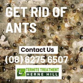 Ants in apartments?