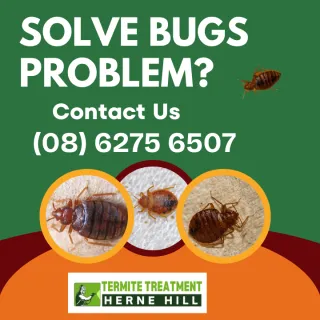 Stink Bug Prevention – Tips for Keeping Your Home Bug-Free