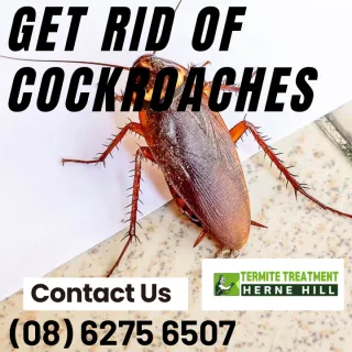 German Cockroaches