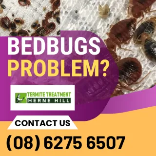 What Do Bed Bugs Feel Like?