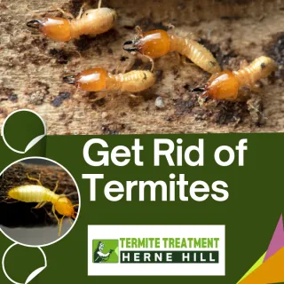 How To Get Rid of Termites?